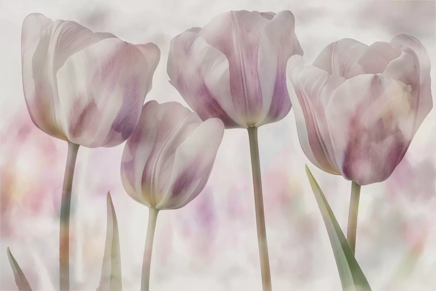 fotószőnyeg Puha színekben pompázó tulipánok w04700