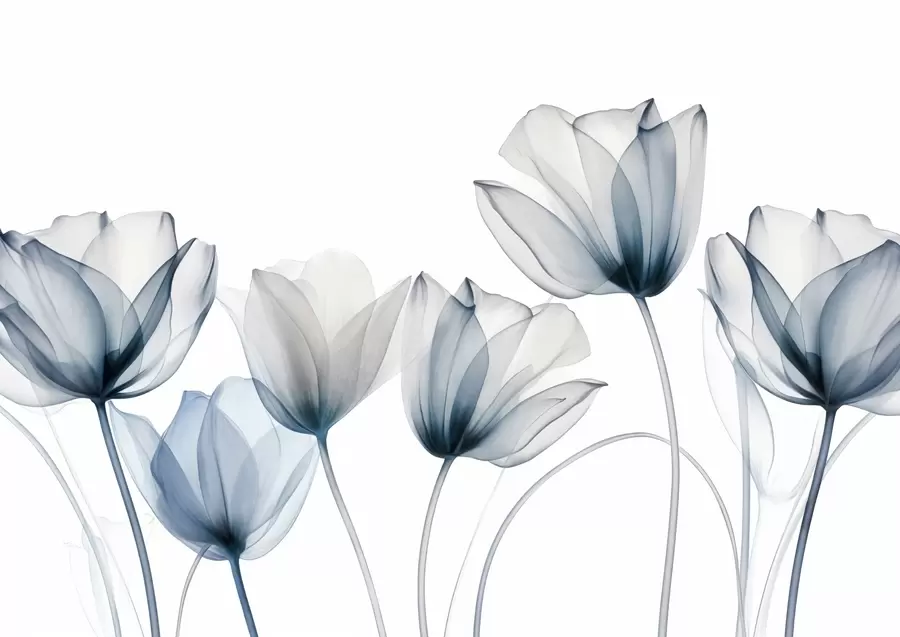 fotószőnyeg Átlátszó kék és fehér tulipánvirágok hosszú szárakkal, világos háttér előtt, finom és texturált virágművészet w09538